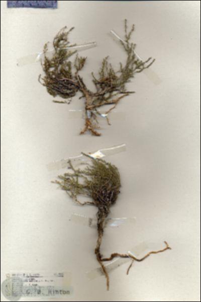 URN_catalog_HBHinton_herbarium_19308.jpg.jpg