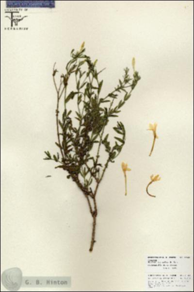 URN_catalog_HBHinton_herbarium_25864.jpg.jpg