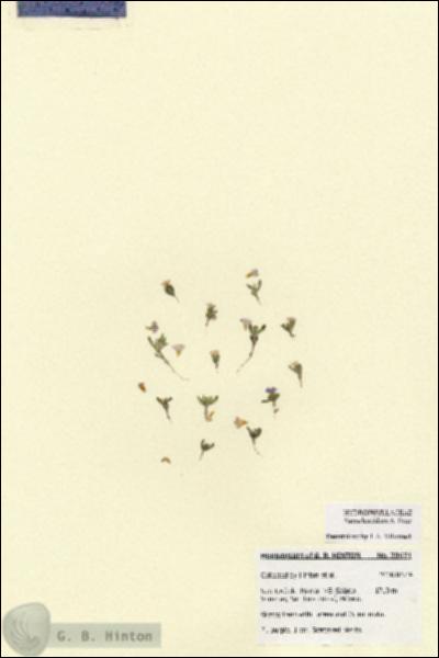 URN_catalog_HBHinton_herbarium_28671.jpg.jpg