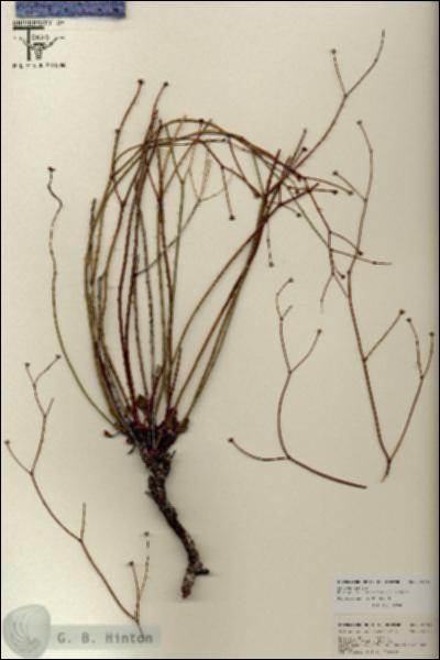 URN_catalog_HBHinton_herbarium_25749.jpg.jpg