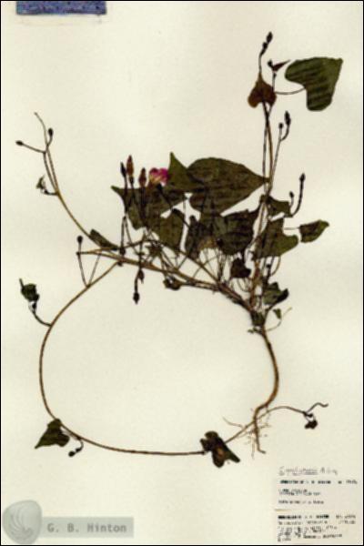 URN_catalog_HBHinton_herbarium_21674.jpg.jpg