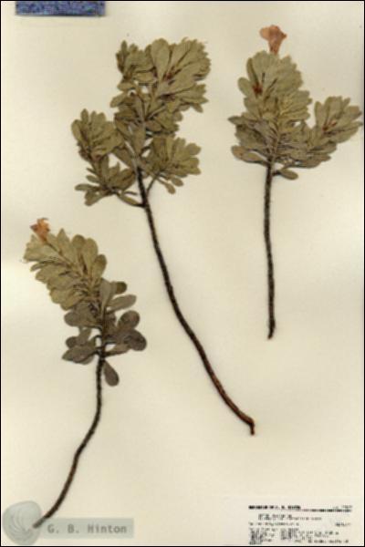 URN_catalog_HBHinton_herbarium_22567.jpg.jpg