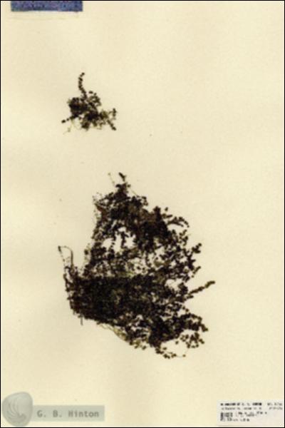 URN_catalog_HBHinton_herbarium_18126.jpg.jpg