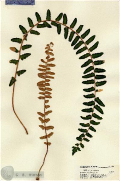 URN_catalog_HBHinton_herbarium_22259.jpg.jpg
