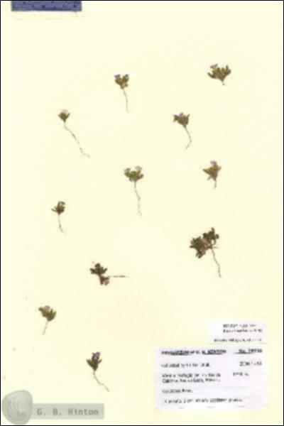 URN_catalog_HBHinton_herbarium_28730.jpg.jpg