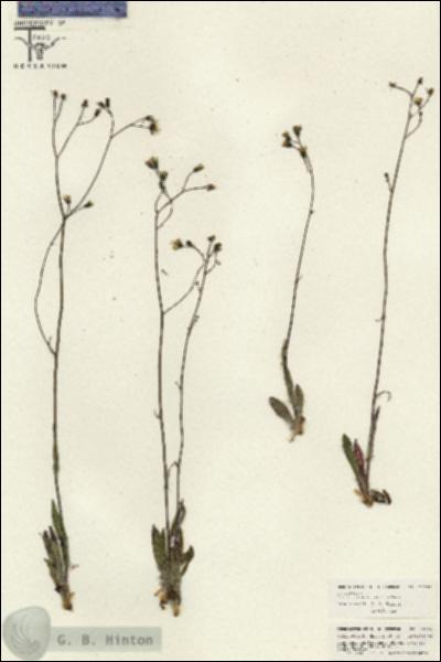 URN_catalog_HBHinton_herbarium_26602.jpg.jpg