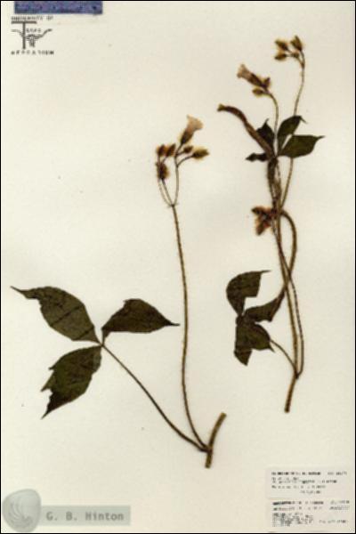 URN_catalog_HBHinton_herbarium_26478.jpg.jpg