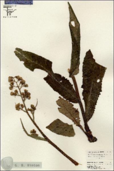 URN_catalog_HBHinton_herbarium_26555.jpg.jpg