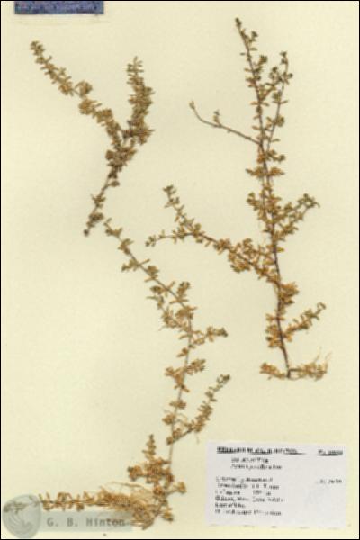 URN_catalog_HBHinton_herbarium_18603.jpg.jpg