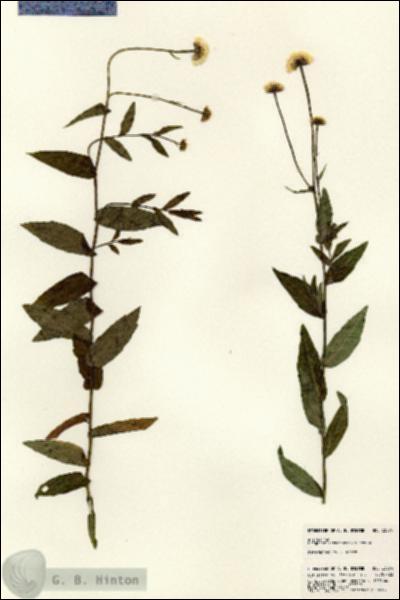 URN_catalog_HBHinton_herbarium_23074.jpg.jpg