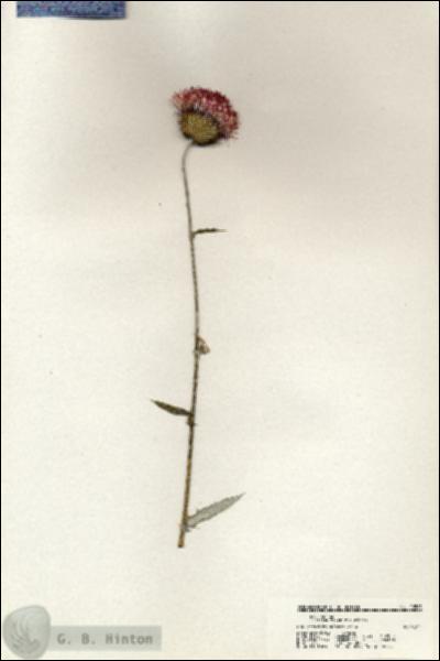 URN_catalog_HBHinton_herbarium_20585.jpg.jpg