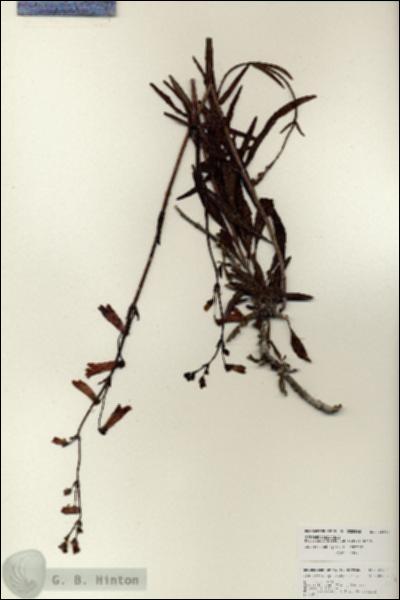 URN_catalog_HBHinton_herbarium_25964.jpg.jpg