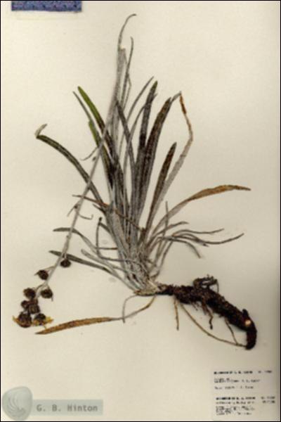 URN_catalog_HBHinton_herbarium_23969.jpg.jpg