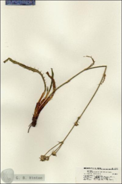URN_catalog_HBHinton_herbarium_21167.jpg.jpg