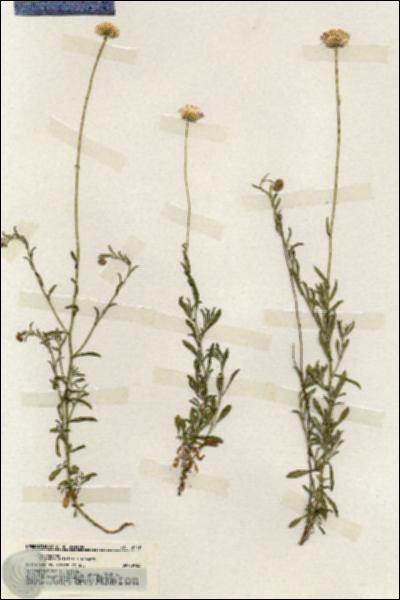 URN_catalog_HBHinton_herbarium_19779.jpg.jpg