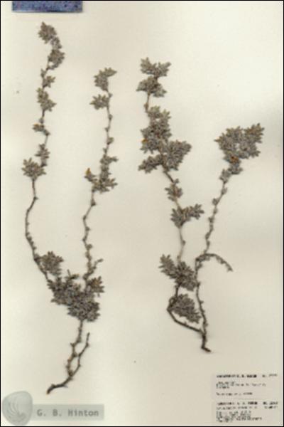 URN_catalog_HBHinton_herbarium_23199.jpg.jpg