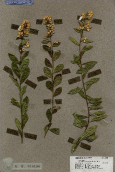 URN_catalog_HBHinton_herbarium_19257.jpg.jpg