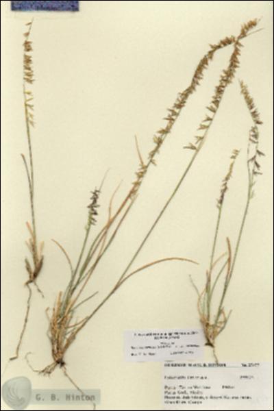 URN_catalog_HBHinton_herbarium_27477.jpg.jpg