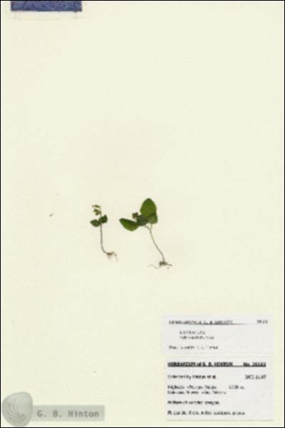 URN_catalog_HBHinton_herbarium_28162.jpg.jpg