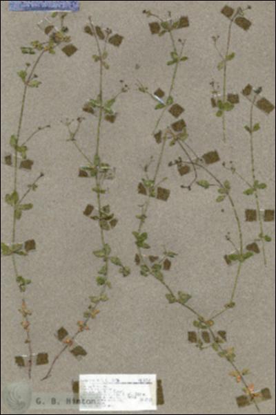 URN_catalog_HBHinton_herbarium_18710.jpg.jpg
