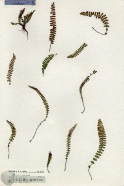 URN_catalog_HBHinton_herbarium_20974.jpg.jpg