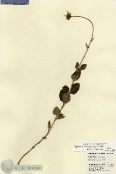 URN_catalog_HBHinton_herbarium_22493.jpg.jpg