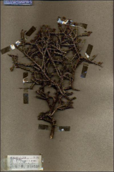 URN_catalog_HBHinton_herbarium_19586.jpg.jpg