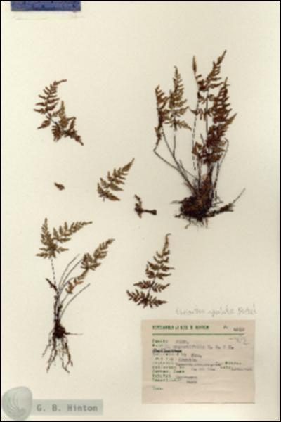 URN_catalog_HBHinton_herbarium_6837.jpg.jpg