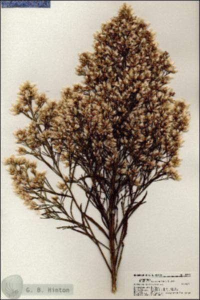 URN_catalog_HBHinton_herbarium_20515.jpg.jpg