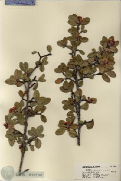 URN_catalog_HBHinton_herbarium_21826.jpg.jpg