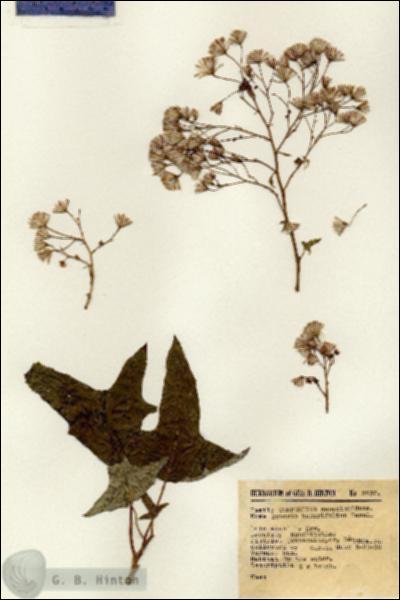 URN_catalog_HBHinton_herbarium_3437.jpg.jpg