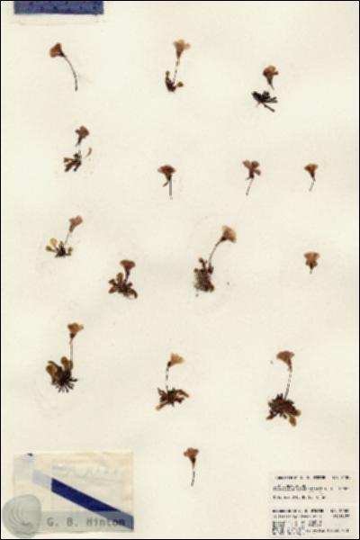 URN_catalog_HBHinton_herbarium_24000.jpg.jpg