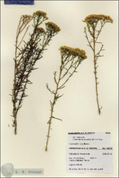URN_catalog_HBHinton_herbarium_28476.jpg.jpg