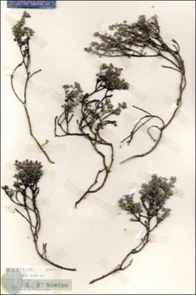 URN_catalog_HBHinton_herbarium_19091.jpg.jpg