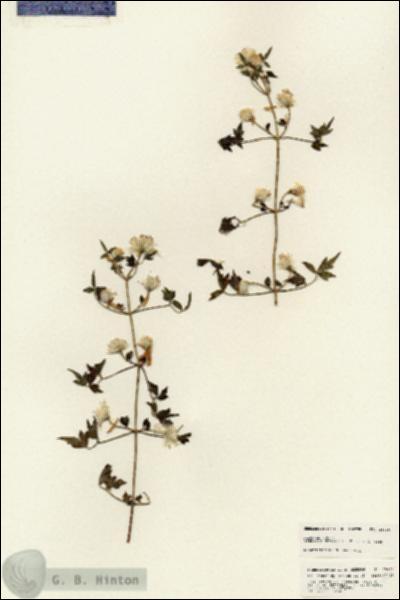 URN_catalog_HBHinton_herbarium_25469.jpg.jpg