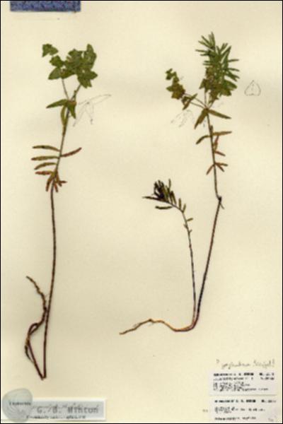 URN_catalog_HBHinton_herbarium_23518.jpg.jpg