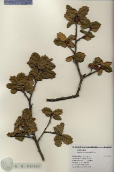 URN_catalog_HBHinton_herbarium_20145.jpg.jpg