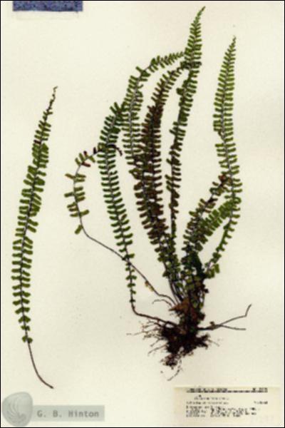 URN_catalog_HBHinton_herbarium_21293.jpg.jpg