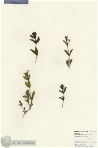 URN_catalog_HBHinton_herbarium_25342.jpg.jpg