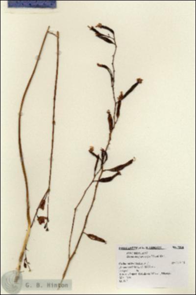 URN_catalog_HBHinton_herbarium_7504.jpg.jpg