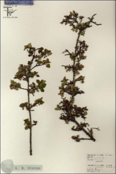 URN_catalog_HBHinton_herbarium_26592.jpg.jpg