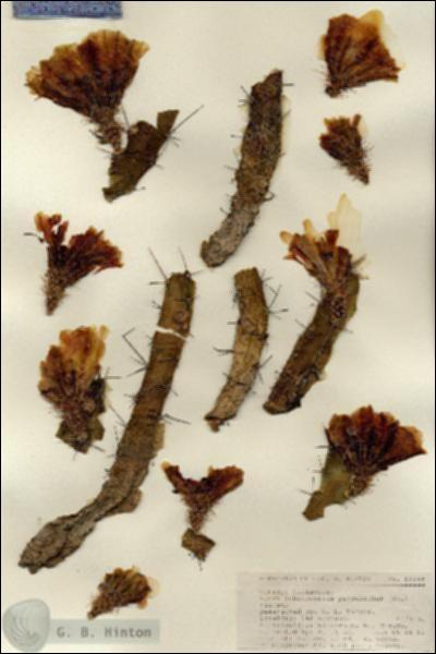 URN_catalog_HBHinton_herbarium_18144.jpg.jpg