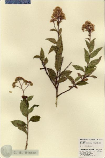 URN_catalog_HBHinton_herbarium_23444.jpg.jpg