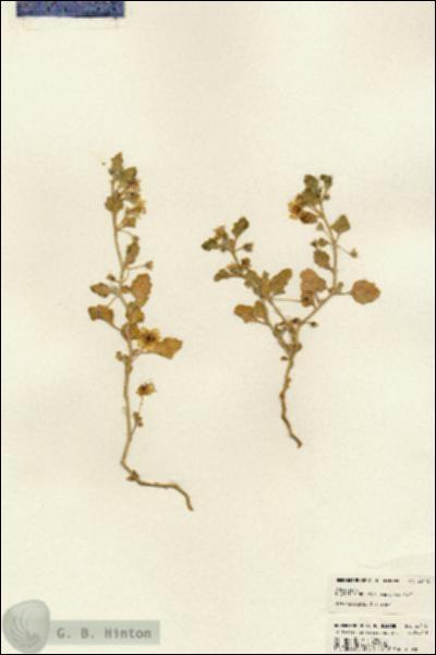 URN_catalog_HBHinton_herbarium_23178.jpg.jpg