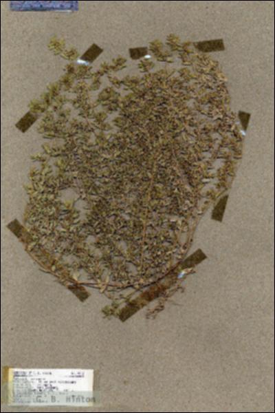 URN_catalog_HBHinton_herbarium_19582.jpg.jpg