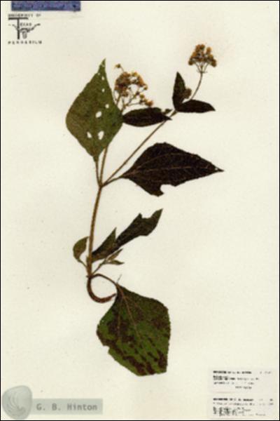 URN_catalog_HBHinton_herbarium_26309.jpg.jpg