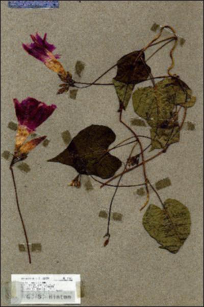 URN_catalog_HBHinton_herbarium_17657.jpg.jpg
