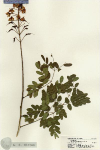 URN_catalog_HBHinton_herbarium_21225.jpg.jpg