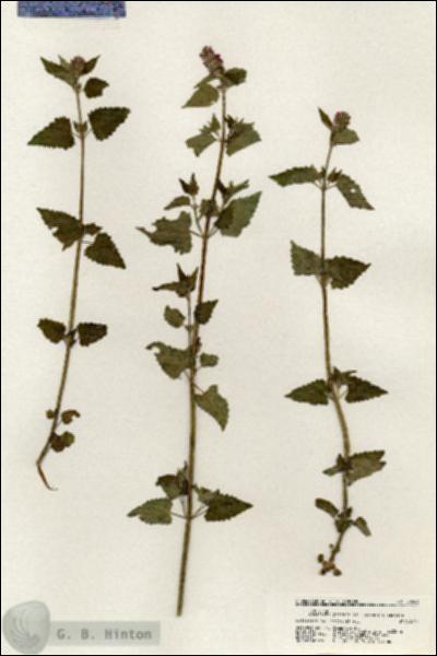 URN_catalog_HBHinton_herbarium_20983.jpg.jpg