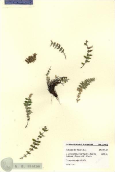 URN_catalog_HBHinton_herbarium_27862.jpg.jpg
